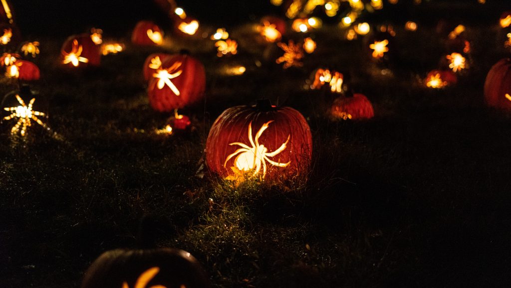zucca halloween spider